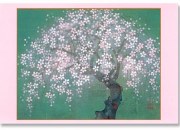 桜春図-Cherry Blossoms （ポストカード）